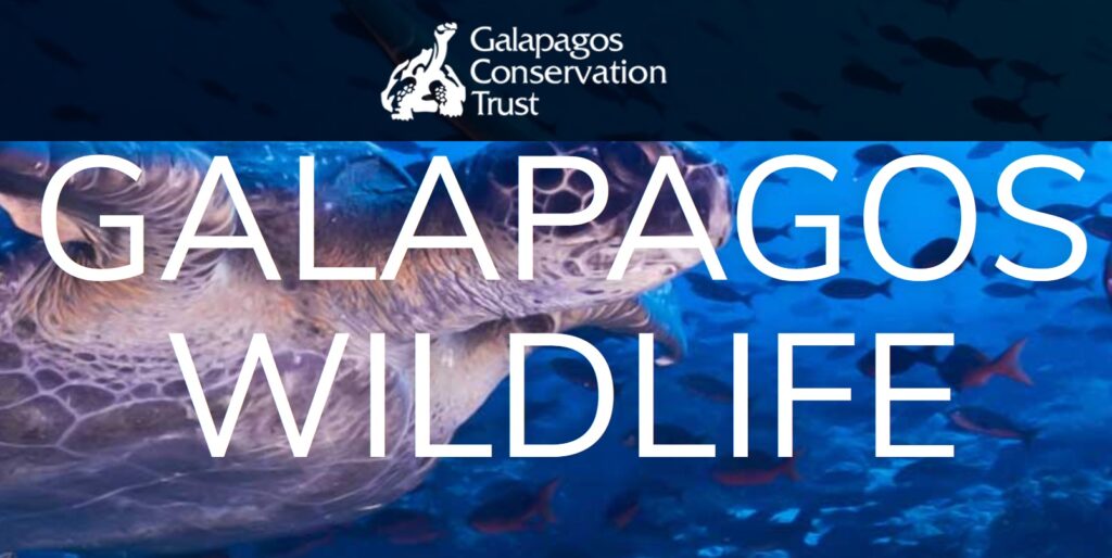 Galapagos Photography Competition 2023 Photo Contest Calendar 2024