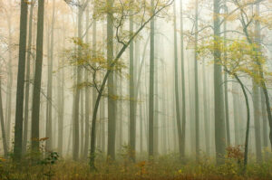 In Praise of Trees