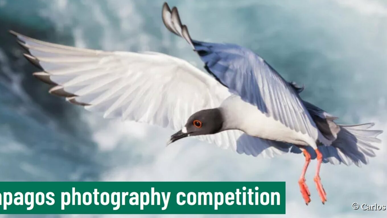 Galapagos Photography Competition