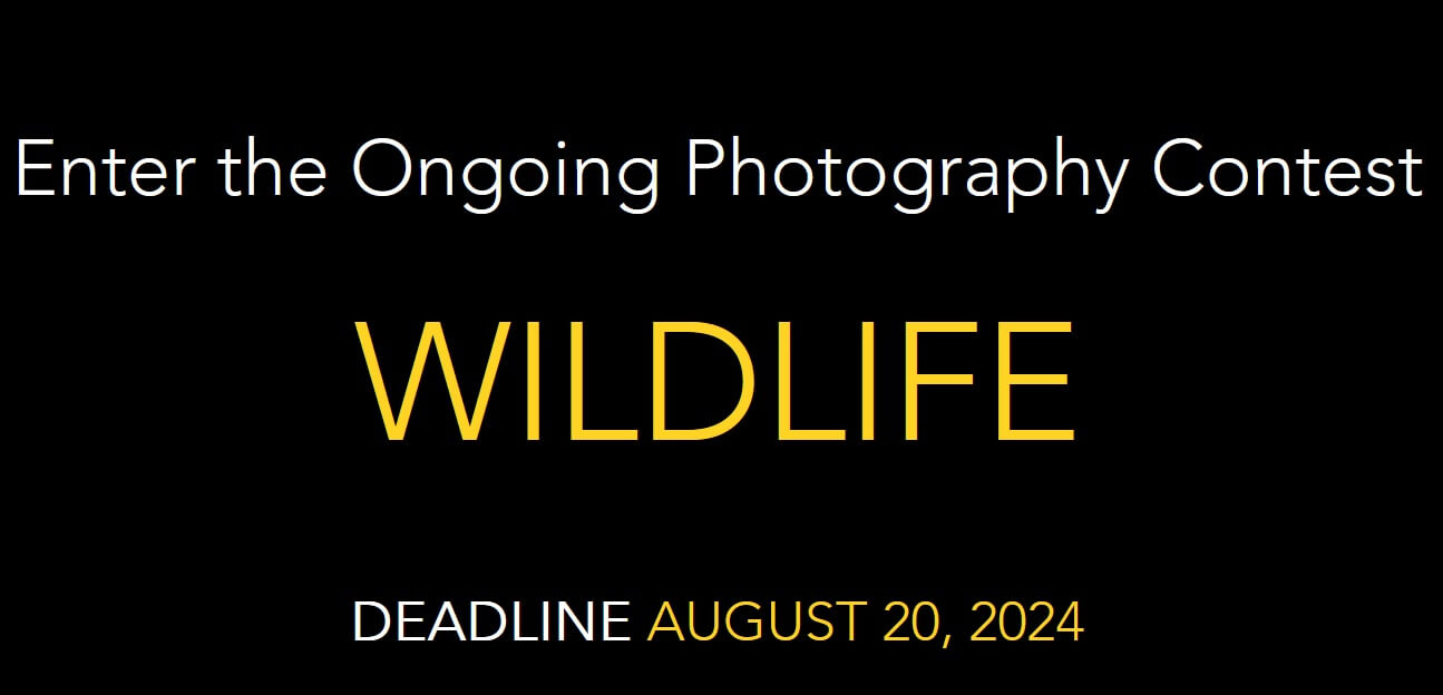 The Wild Voyage | Wildlife Photography Contest