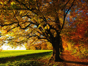 Focus: Trees and Water