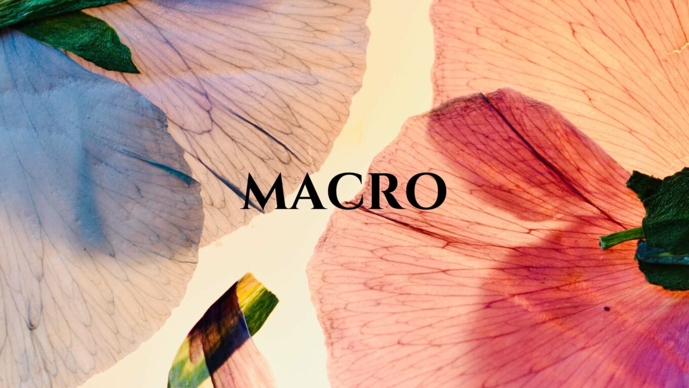 “Macro” A Macro Photography Exhibition